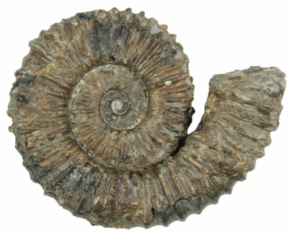 7.1cm Aegocrioceras Ammonite from Germany (130 million years)