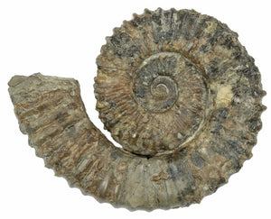 7.1cm Aegocrioceras Ammonite from Germany <br>(130 million years)<br>