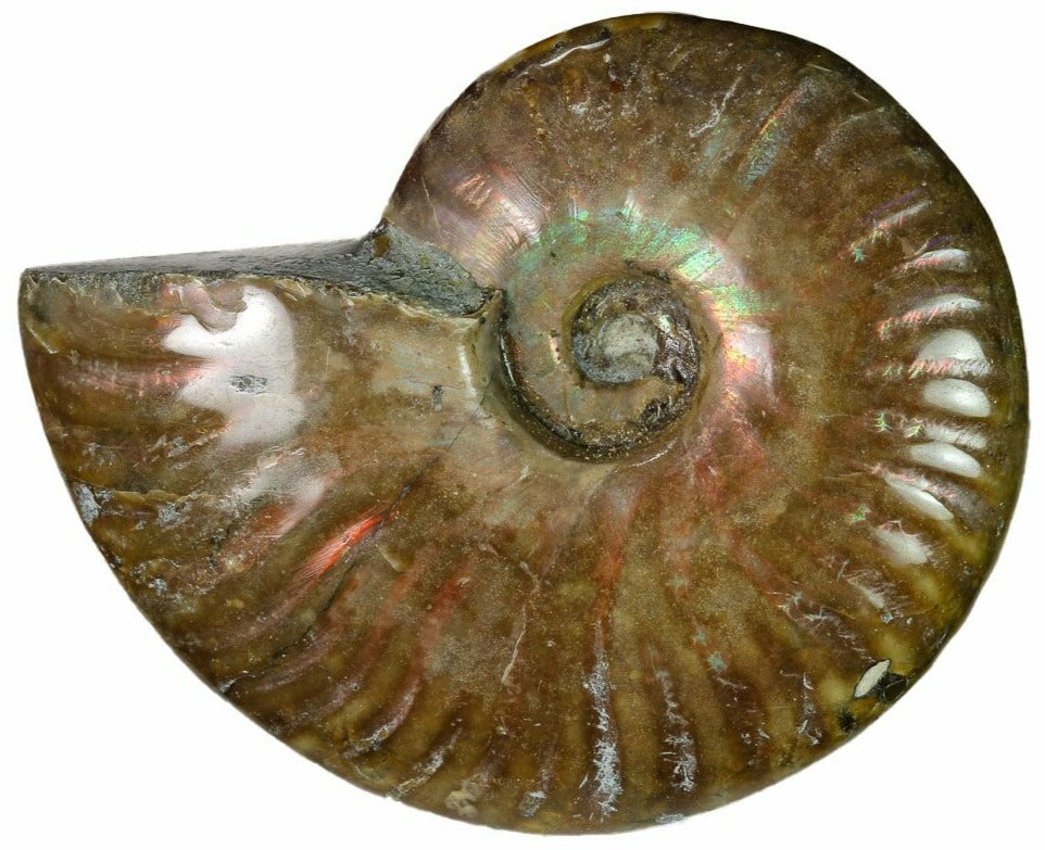 5.33cm Red Flash Ammonite from Madagascar (110 million years)