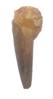5.5cm Spinosaurus (Dinosaur) Tooth from Morocco<br>(95 million years)<br>