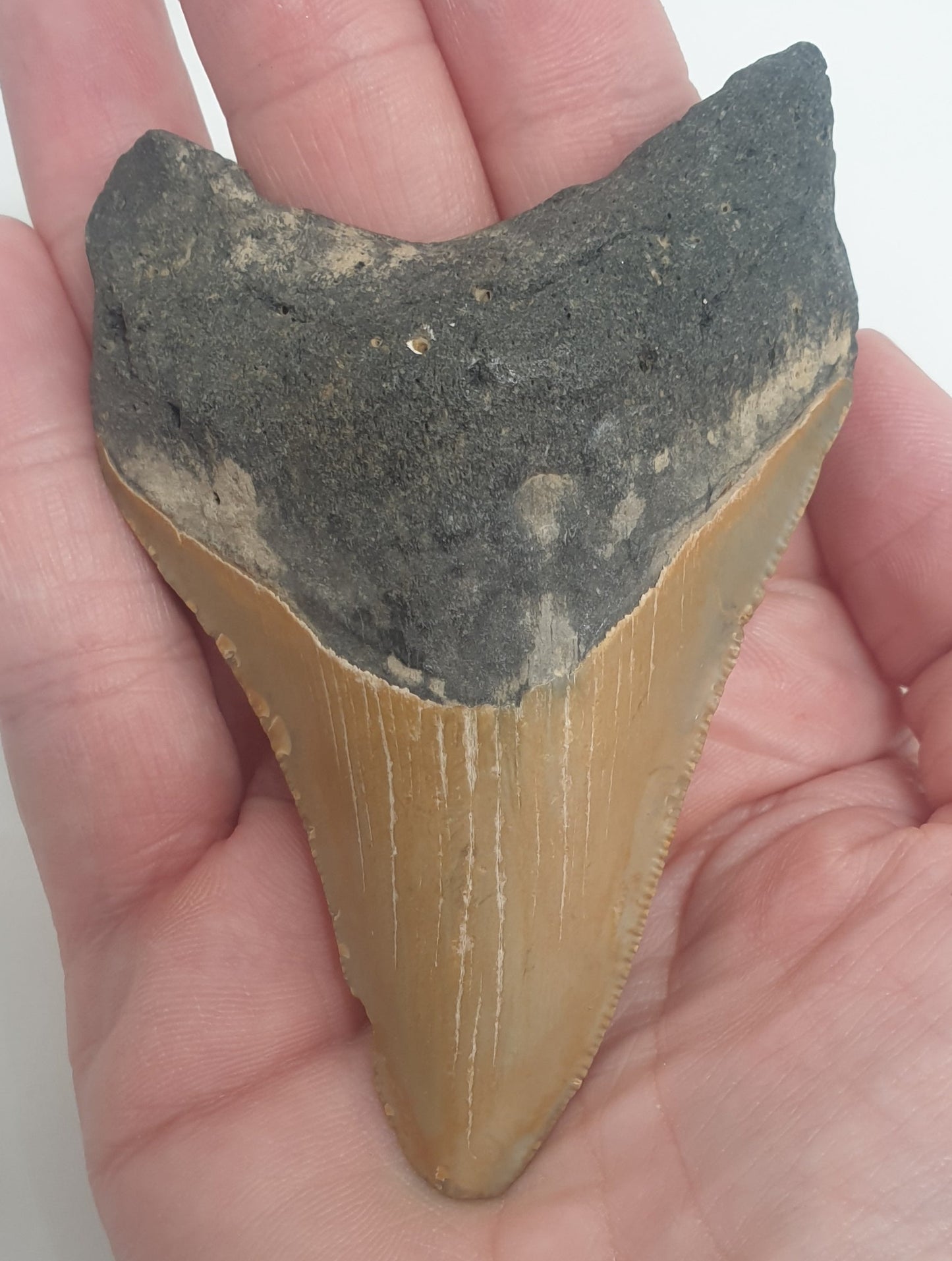 11.7cm Serrated Megalodon Tooth from the USA (2.6 - 15 million years)