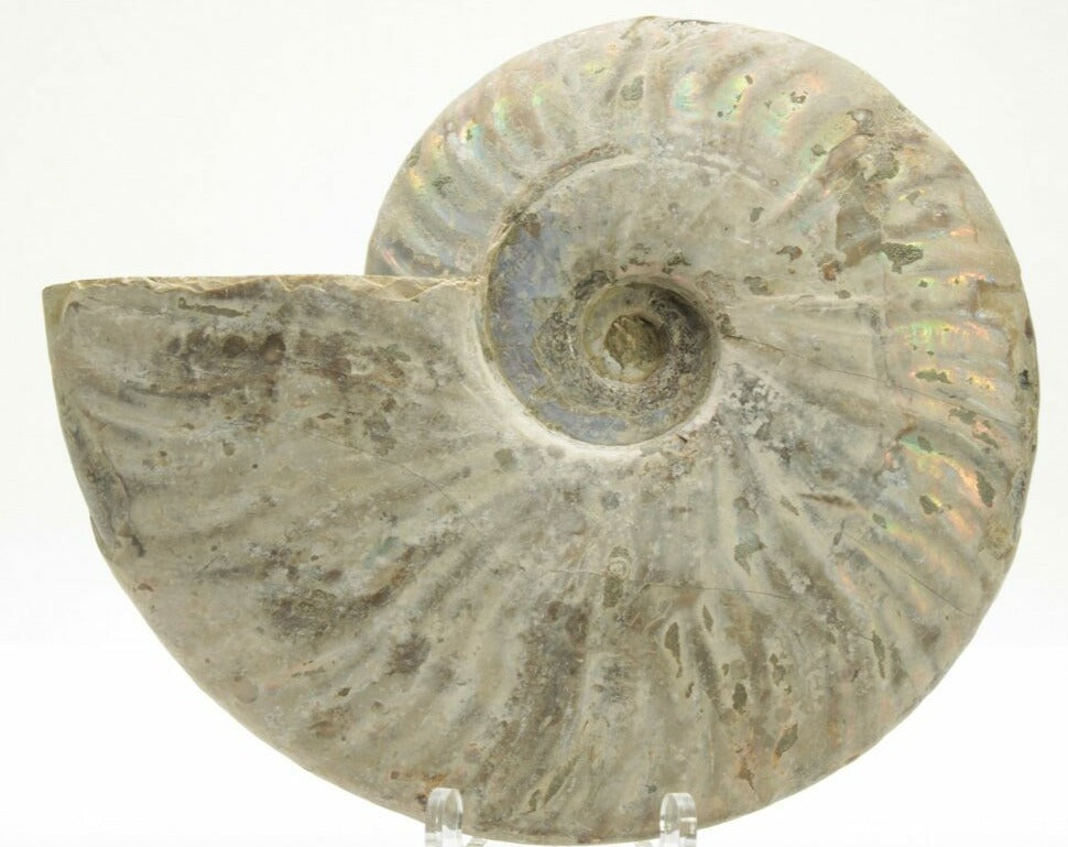 15.24cm Silver, Iridescent Ammonite from Madagascar (110 million years)