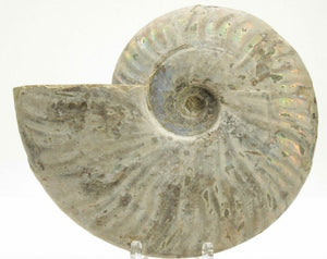 15.24cm Silver, Iridescent Ammonite from Madagascar<br>(110 million years)<br>
