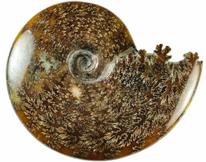15.24cm Polished Ammonite (Cleoniceras) Fossil from Madagascar (110 million years)