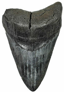 10.13cm Megalodon Tooth from the USA <br>(2.6 - 15 million years)<br>