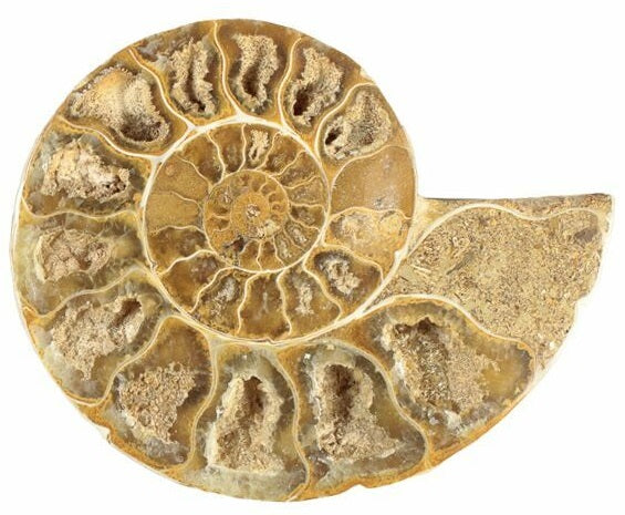 Jurassic Age!! 9.14cm Polished Ammonite Cross-section Fossil from Madagascar<br>(160 million years)<br>