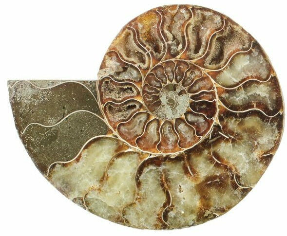7.4cm Polished Ammonite Cross-Section Fossil from Madagascar (110 million years)