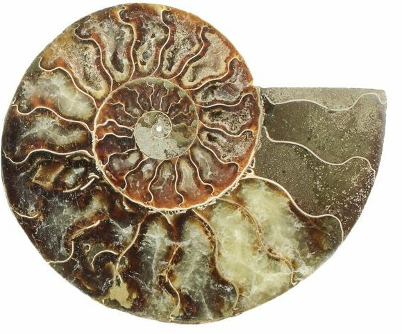 7.4cm Polished Ammonite Cross-Section Fossil from Madagascar <br>(110 million years)<br>