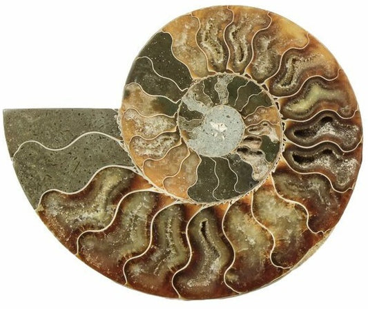 14.5cm Polished Ammonite Cross-Section Fossil from Madagascar (110 million years)
