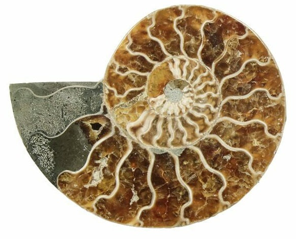 12.3cm Polished Ammonite Cross-Section Fossil from Madagascar (110 million years)