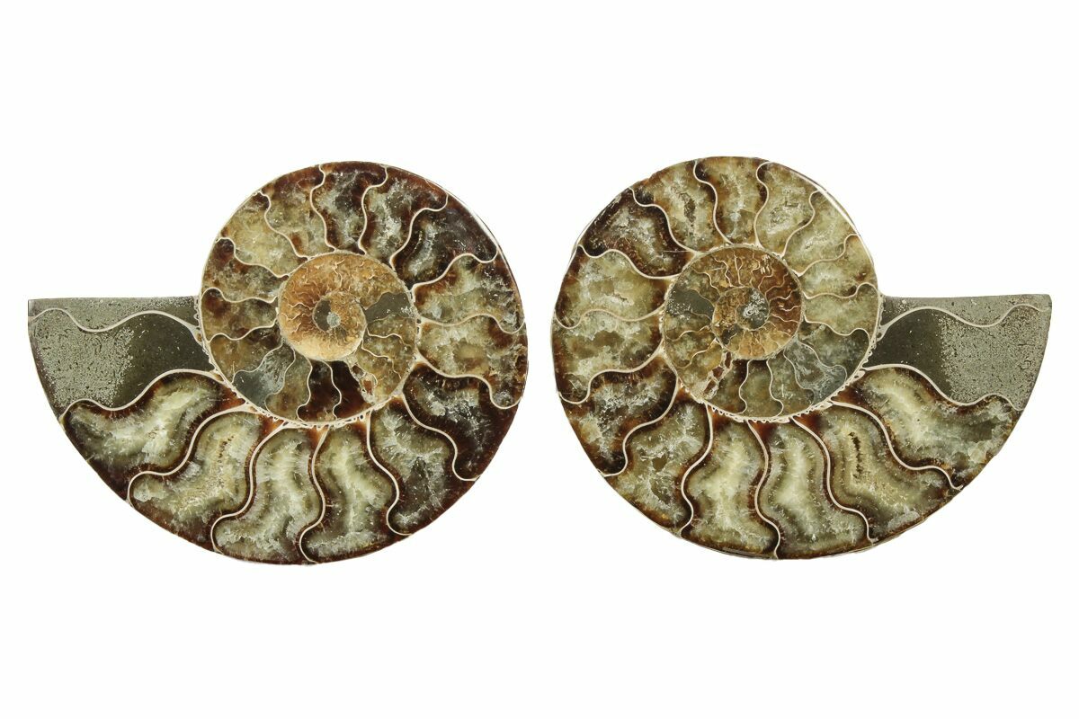 14cm Polished Ammonite (CUT INTO A PAIR) Fossil from Madagascar (110 million years)