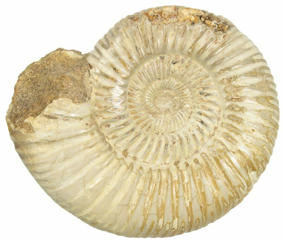 Jurassic Age 7.4cm Ammonite from Madagascar<br>(160 million years)<br>