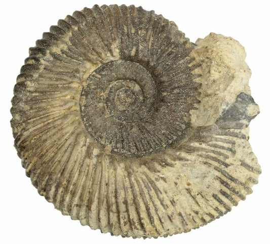 3.94cm Bajocian Ammonite (Procerites) Fossil from France (168 million years)