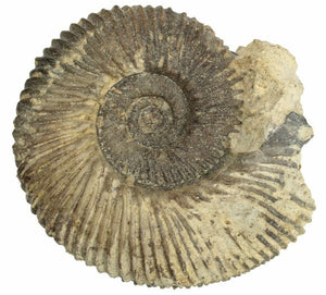 3.94cm Bajocian Ammonite (Procerites) Fossil from France <br>(168 million years)<br>