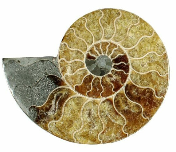 13.2cm Polished Ammonite Cross-Section Fossil from Madagascar <br>(110 million years)<br>