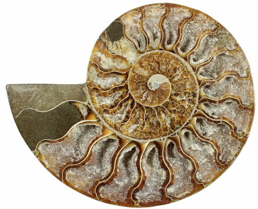 13.5cm Polished Ammonite Cross-Section Fossil from Madagascar (110 million years)