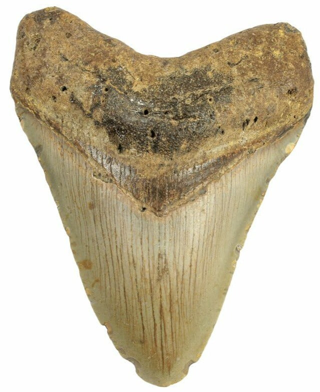 9.86cm Megalodon Tooth from the USA (2.6 - 15 million years)<br>