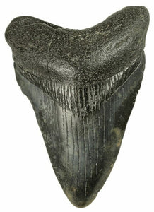 8.4cm Megalodon Tooth from the USA <br>(2.6 - 15 million years)<br>