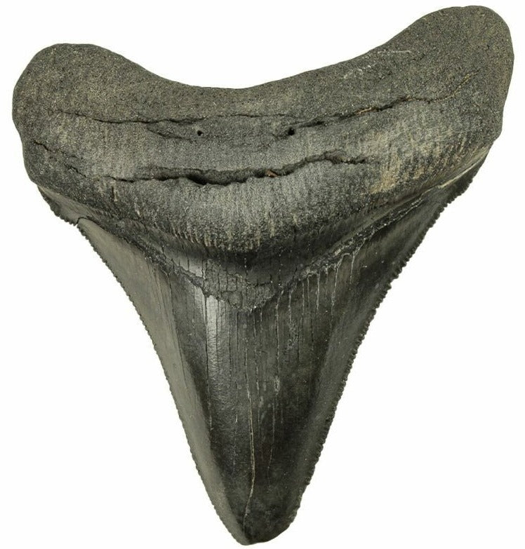 7.65cm Beautiful Serrations Megalodon Tooth from the USA (2.6 - 15 million years)