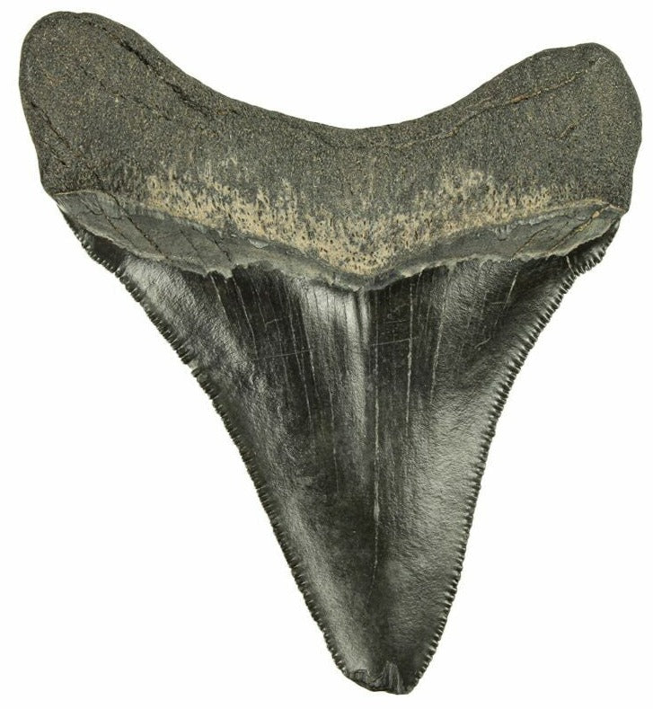 7.65cm Beautiful Serrations Megalodon Tooth from the USA (2.6 - 15 million years)