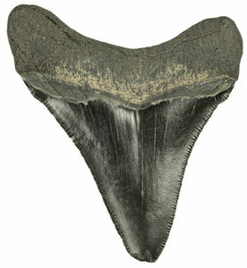 7.65cm Beautiful Serrations Megalodon Tooth from the USA <br>(2.6 - 15 million years)<br>