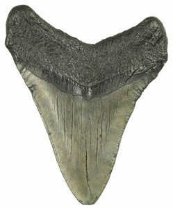 8.5cm Megalodon Tooth from the USA <br>(2.6 - 15 million years)<br>