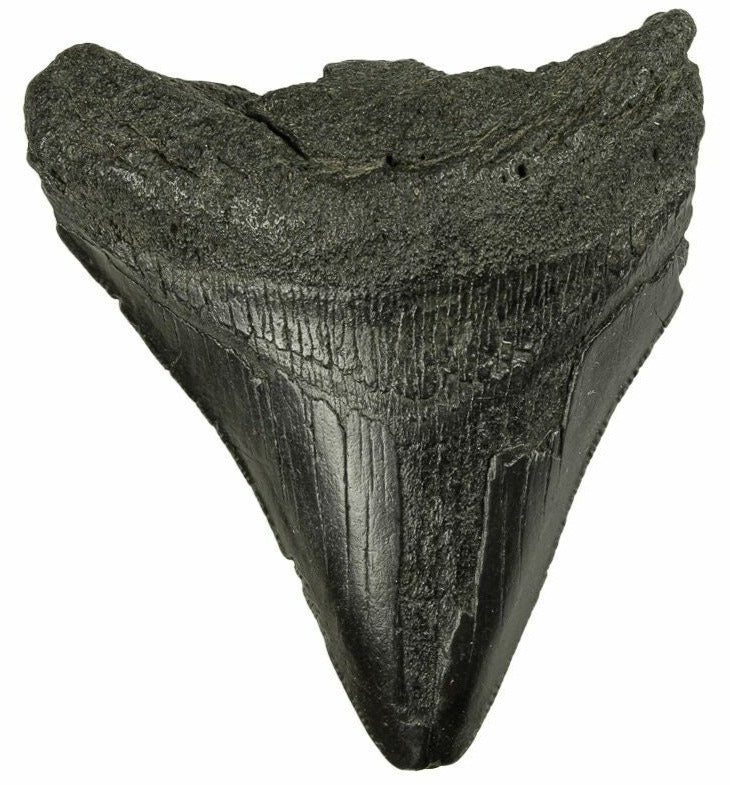 7.67cm Megalodon Tooth from the USA <br>(2.6 - 15 million years)<br>