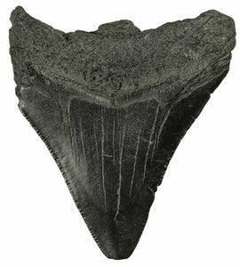 7.67cm Megalodon Tooth from the USA <br>(2.6 - 15 million years)<br>