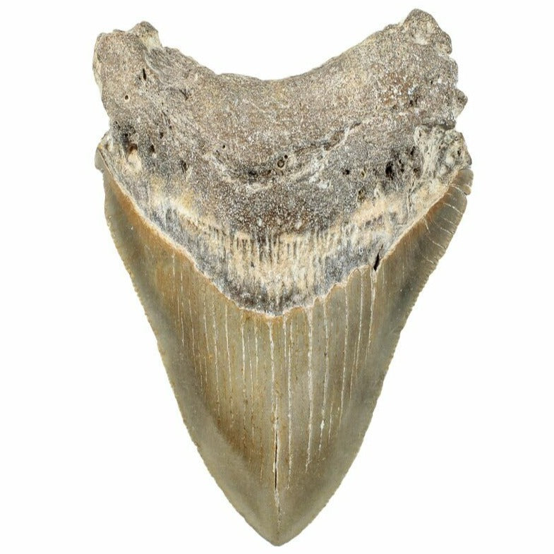 10.16cm Megalodon Tooth from the USA (2.6 - 15 million years)