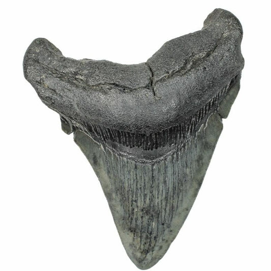 9.73cm Megalodon Tooth from the USA (2.6 - 15 million years)