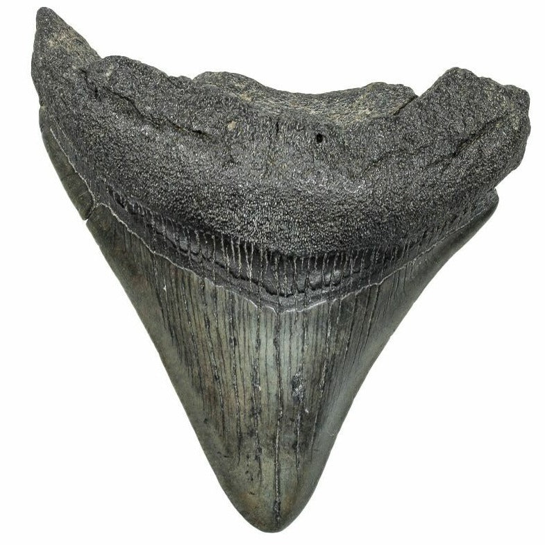 8.6cm Megalodon Tooth from the USA (2.6 - 15 million years)