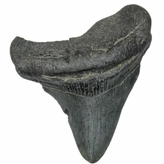8.2cm Megalodon Tooth from the USA (2.6 - 15 million years)
