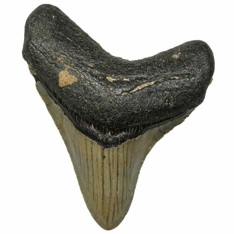 8cm Megalodon Tooth from the USA (2.6 - 15 million years)