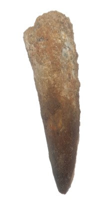 7cm Spinosaurus (Dinosaur) Tooth from Morocco<br>(95 million years)<br>