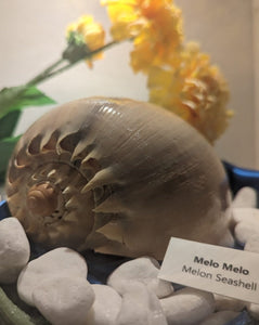Aquatic Terrarium - featuring a stunning Melon Seashell
