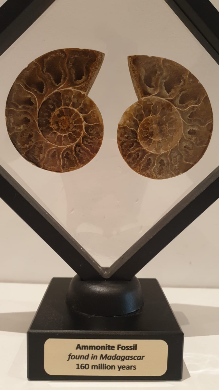 Jurassic Age!! 8.25cm Polished Ammonite Fossil (both halves) from Madagascar<br>(160 million years)<br>