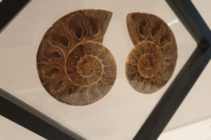 Jurassic Age!! 8.25cm Polished Ammonite Fossil (both halves) from Madagascar<br>(160 million years)<br>