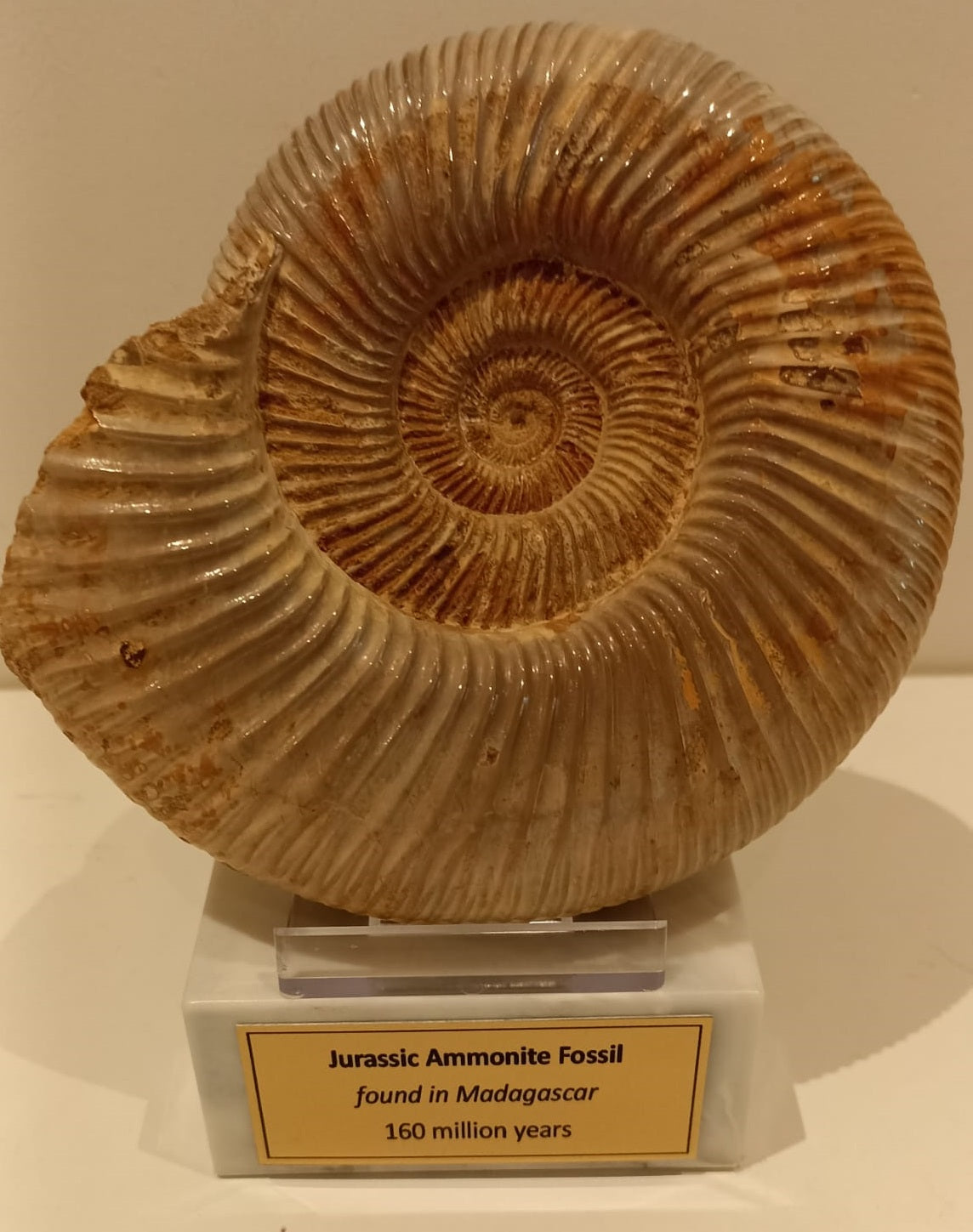 Stunning Jurassic Age 14cm Ammonite from Madagascar<br>(160 million years)<br>