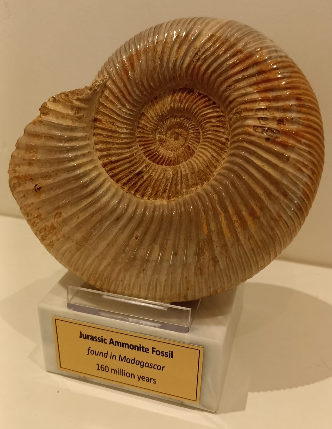 Stunning Jurassic Age 14cm Ammonite from Madagascar<br>(160 million years)<br>