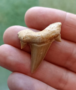 2.5cm Otodus Tooth Fossil <br> (60 million years) - Floating frame included