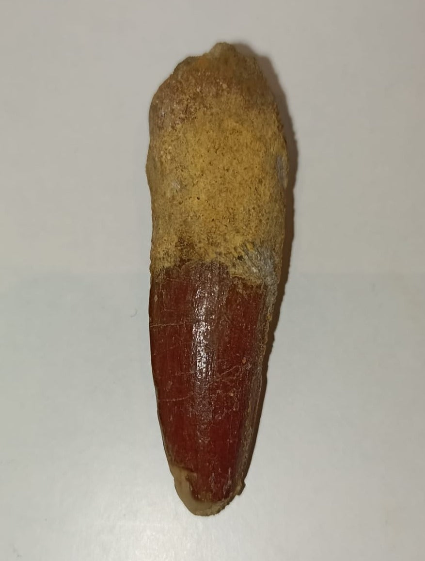 5.2cm Spinosaurus (Dinosaur) Tooth from Morocco<br>(95 million years)<br>