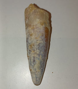 5cm Spinosaurus (Dinosaur) Tooth from Morocco<br>(95 million years)<br>