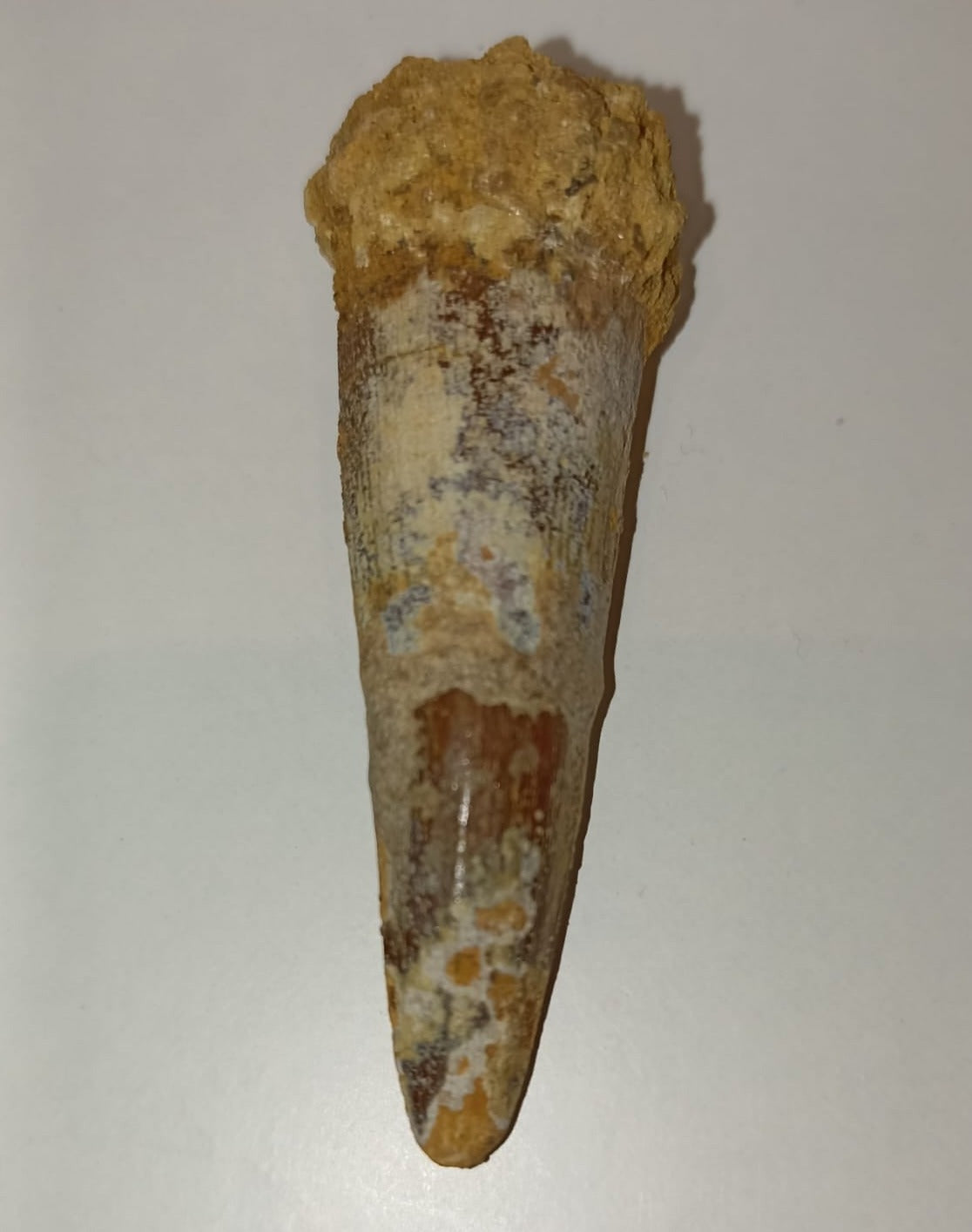 6.5cm Spinosaurus (Dinosaur) Tooth from Morocco<br>(95 million years)<br>