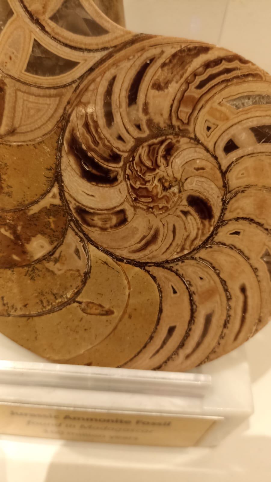 12.4cm Polished Jurassic Nautilus from Madagascar <br>(160 million years)<br>