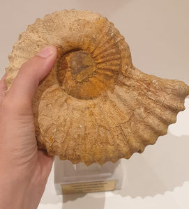 Jurassic Age 16cm Ammonite from Madagascar<br>(160 million years)<br>