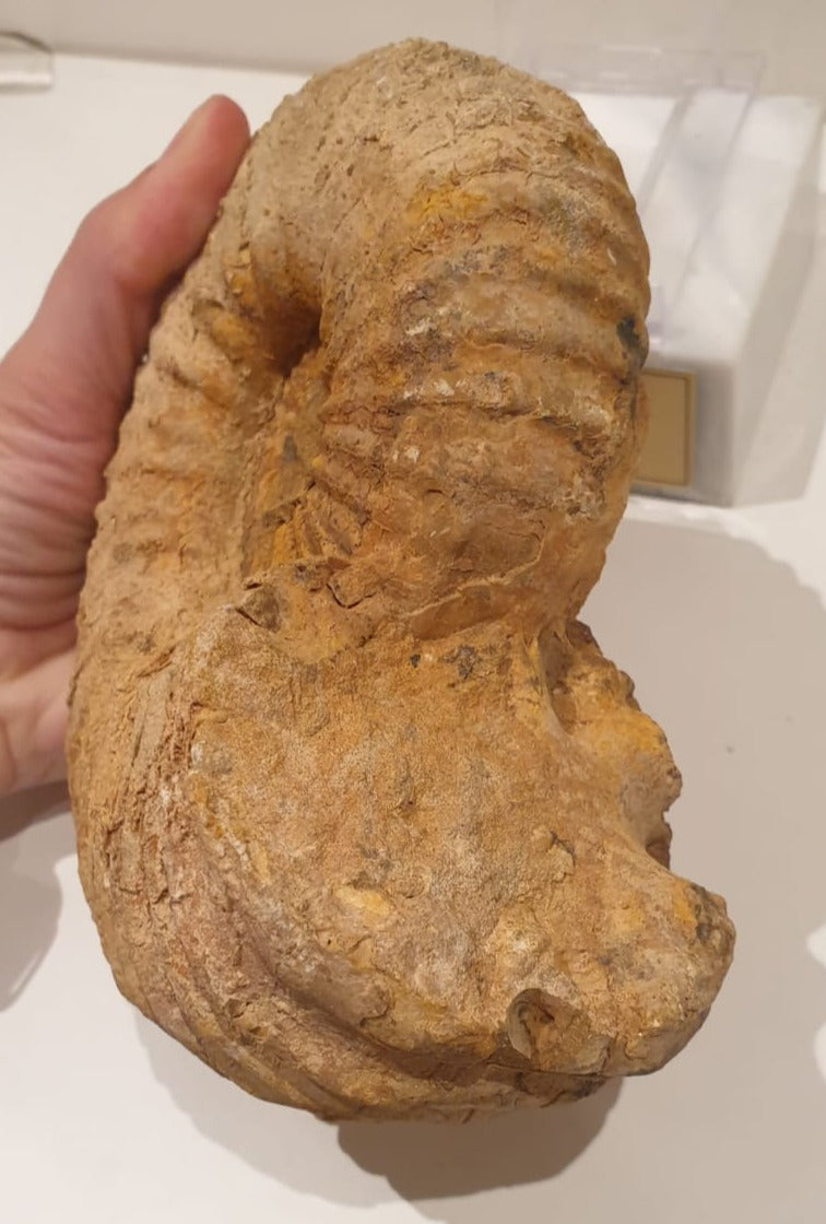 Jurassic Age 16cm Ammonite from Madagascar<br>(160 million years)<br>
