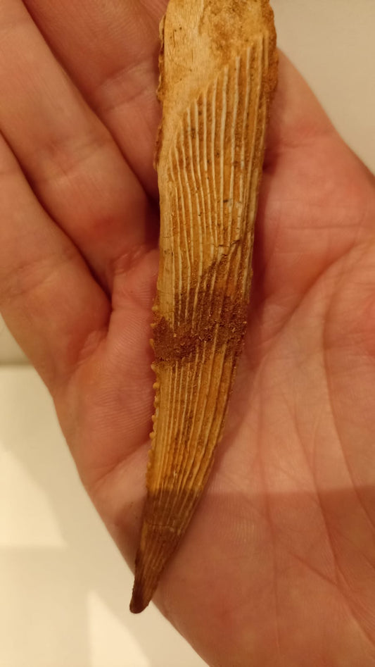 13.2cm Shark (Hybodus) Dorsal Spine from Morocco 95 million years