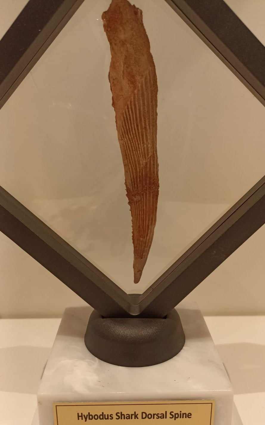 13.2cm Shark (Hybodus) Dorsal Spine from Morocco <br> 95 million years