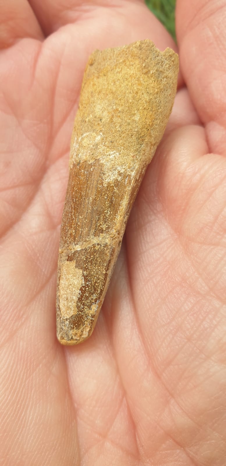 5cm Spinosaurus (Dinosaur) Tooth from Morocco (95 million years)