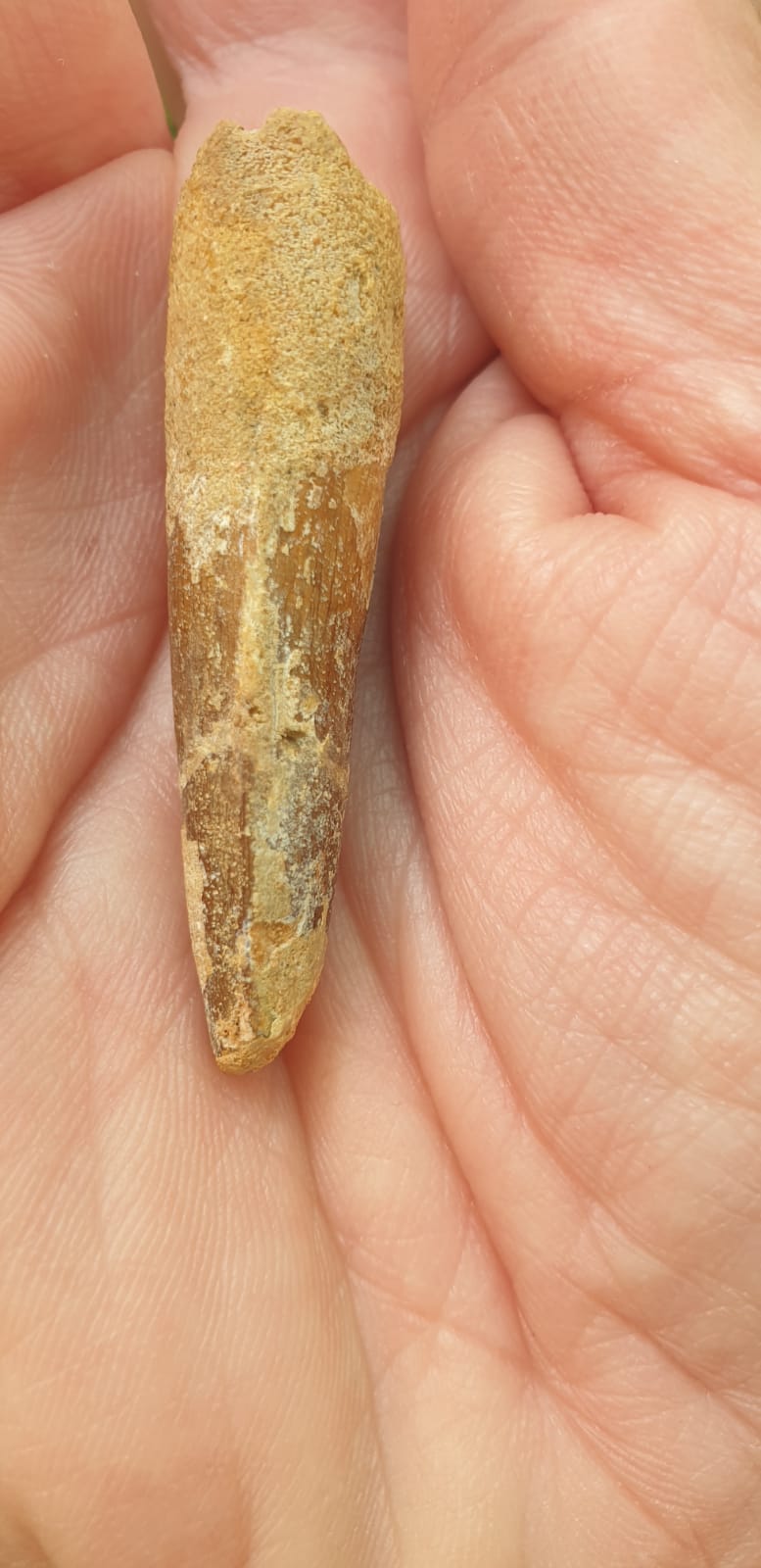 5cm Spinosaurus (Dinosaur) Tooth from Morocco (95 million years)